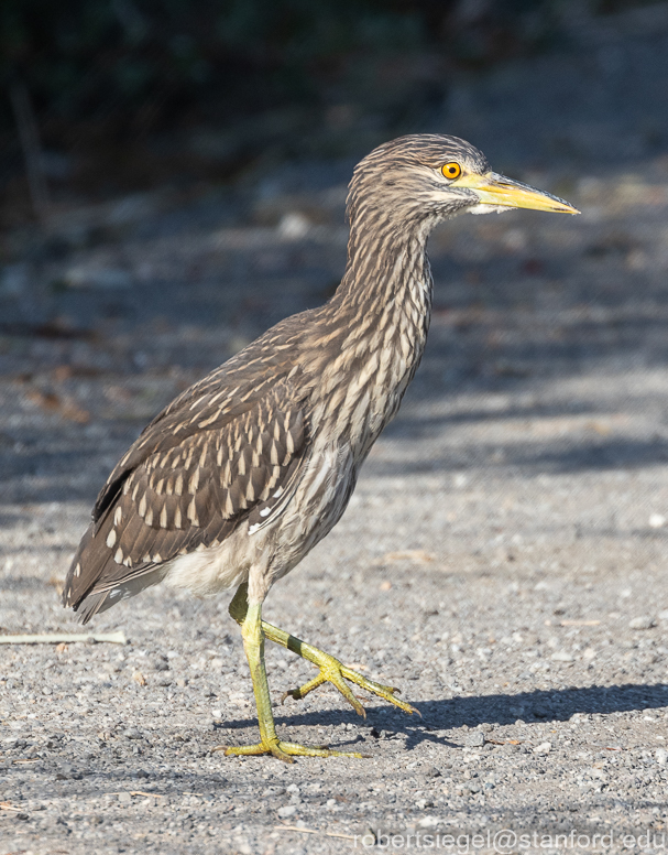 emily renzel wetlands